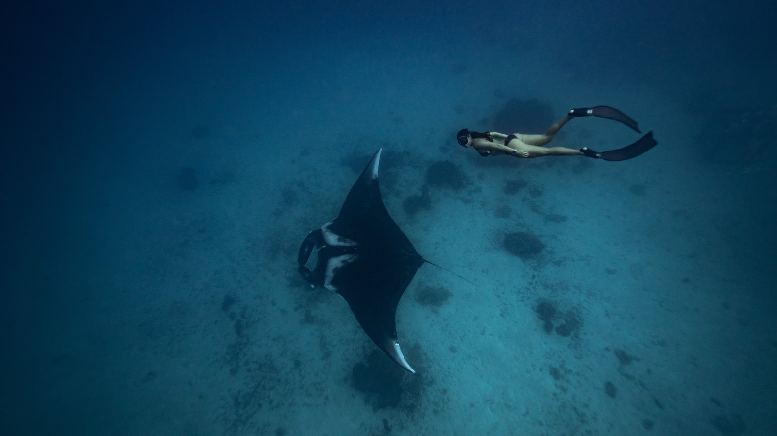 top-divingweek