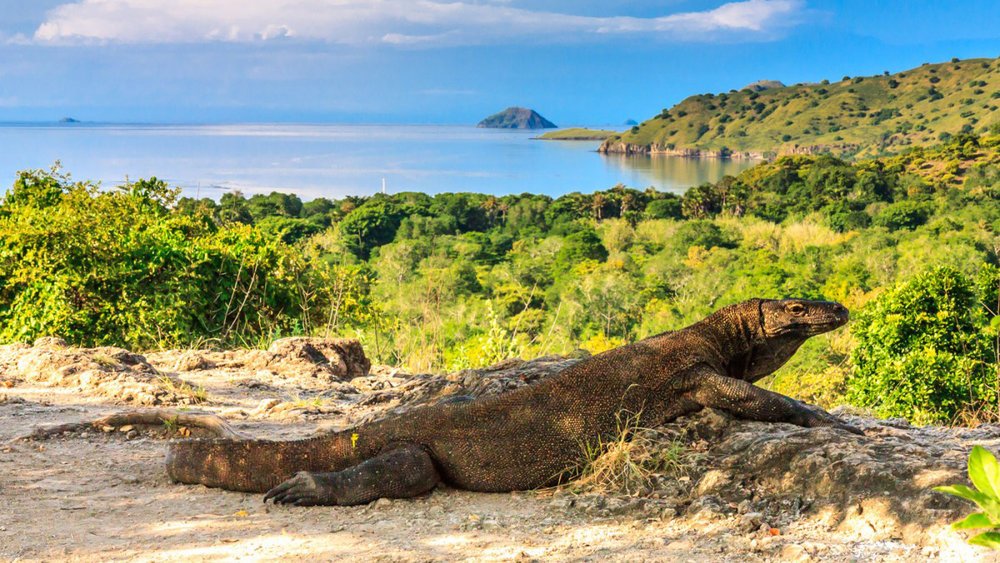 komodo-island-01