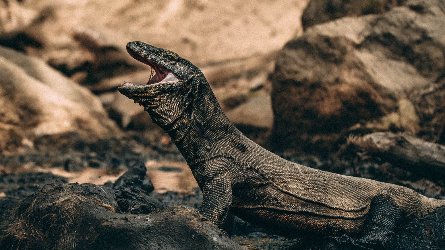 komodo-island-03-02